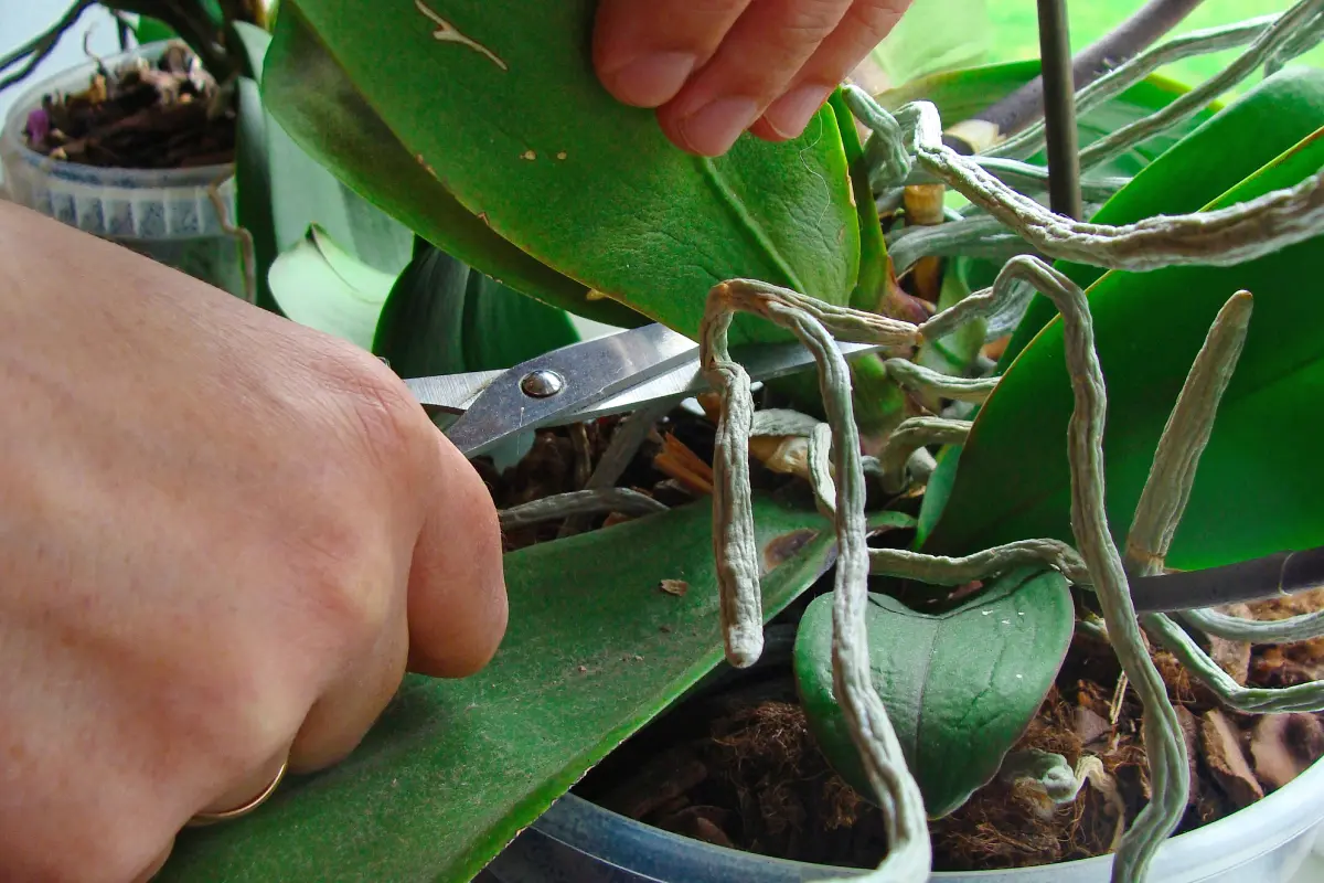 Esta Simples Técnica Fará Sua Orquídea Florescer de Novo e de Novo