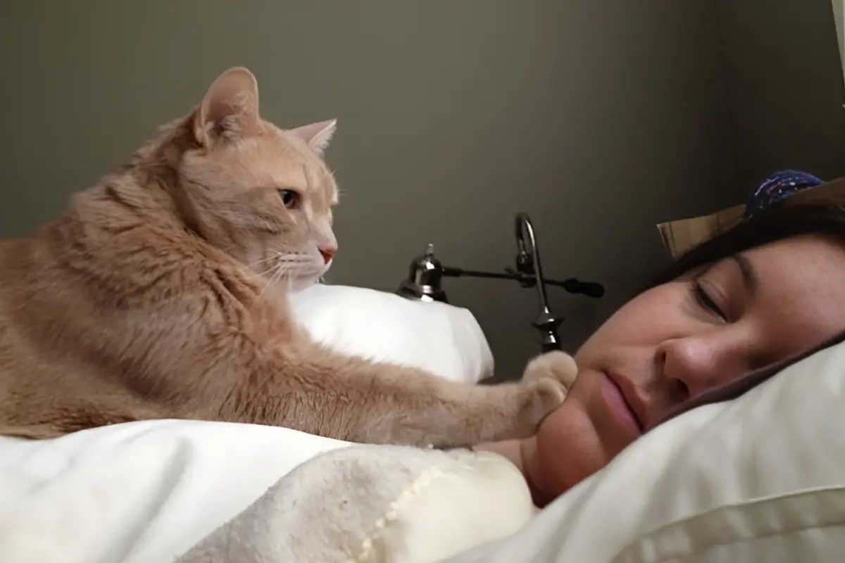 Por que o Gato Mia às 5 da Manhã: 5 Razões Reais, Não é Desobediência