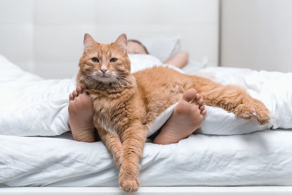 Por que o Gato Mia às 5 da Manhã: 5 Razões Reais, Não é Desobediência