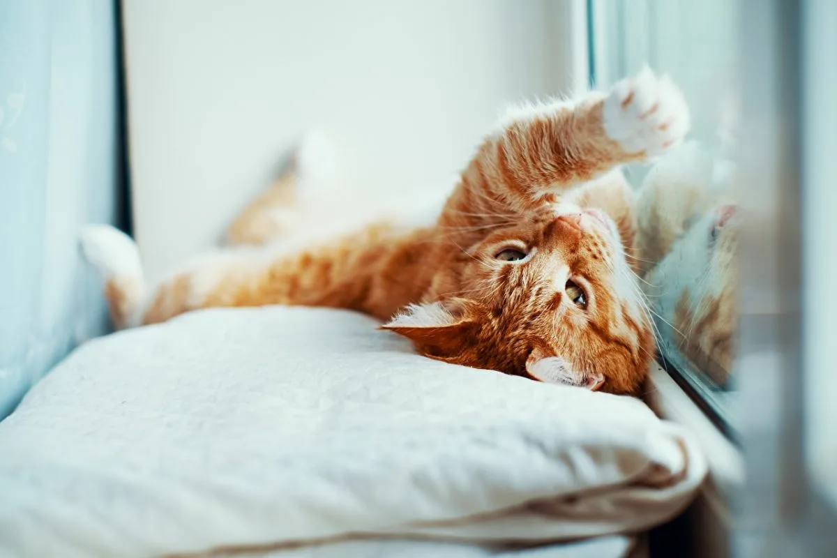 Por Que o Teu Gato Passa o Dia a Olhar para a Janela? Cinco Motivos Explicados por Especialistas