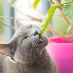 Por que os Gatos Comem Plantas? Uma Descoberta Surpreendente