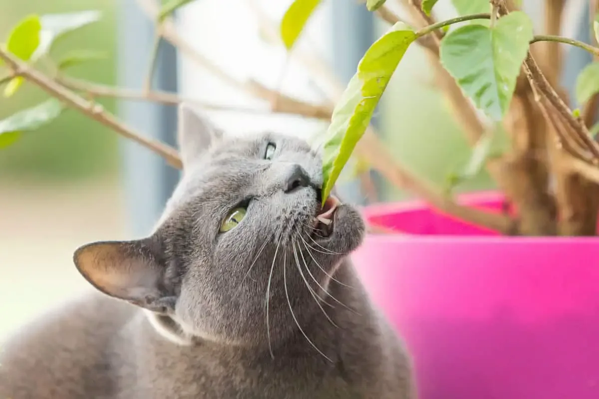 Por que os Gatos Comem Plantas? Uma Descoberta Surpreendente