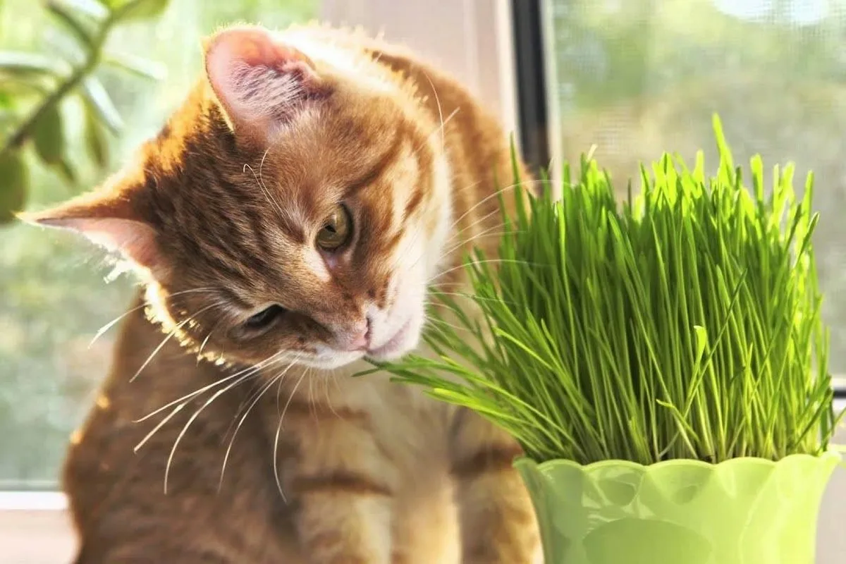 Por que os Gatos Comem Plantas? Uma Descoberta Surpreendente