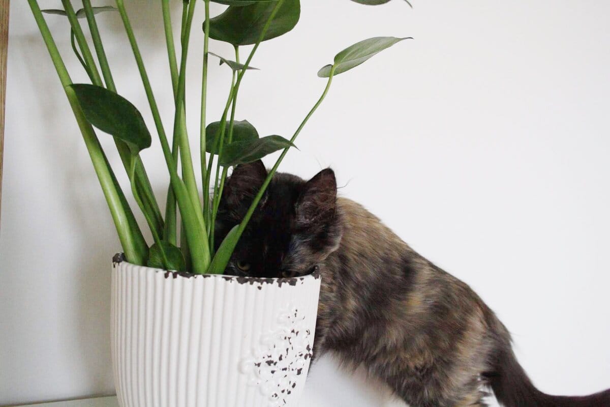 Por que os Gatos Comem Plantas? Uma Descoberta Surpreendente
