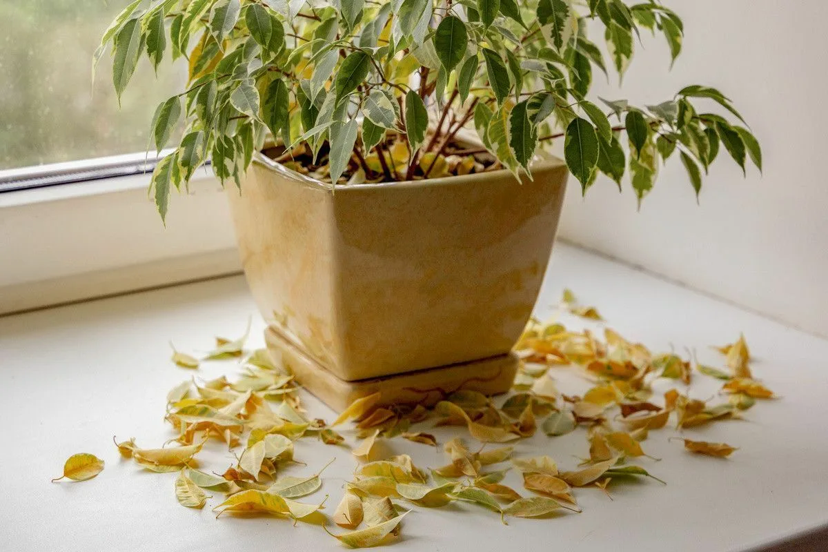Salva as Tuas Plantas: 3 Razões Surpreendentes para a Queda de Folhas e Como Resolver