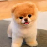 As Raças de Cães Mais Carinhosas para o Teu Lar
