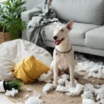 7 Raças de Cães que Adoram Fazer Bagunça em Casa: Nunca Te Aburrirás com Estes Companheiros