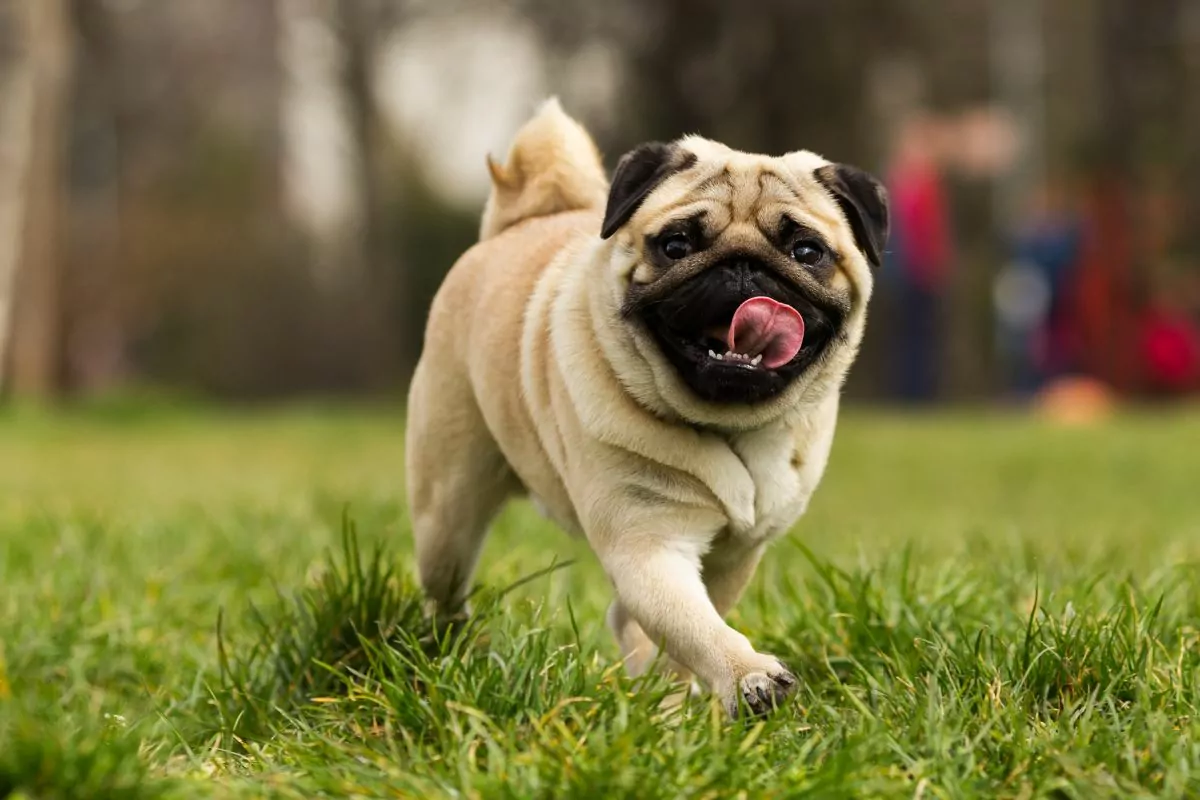 7 Raças de Cães que Adoram Fazer Bagunça em Casa: Nunca Te Aburrirás com Estes Companheiros
