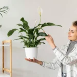 Quantas Vezes Regar o Espatifilo (Felicidade Feminina) para Evitar que Apodreça