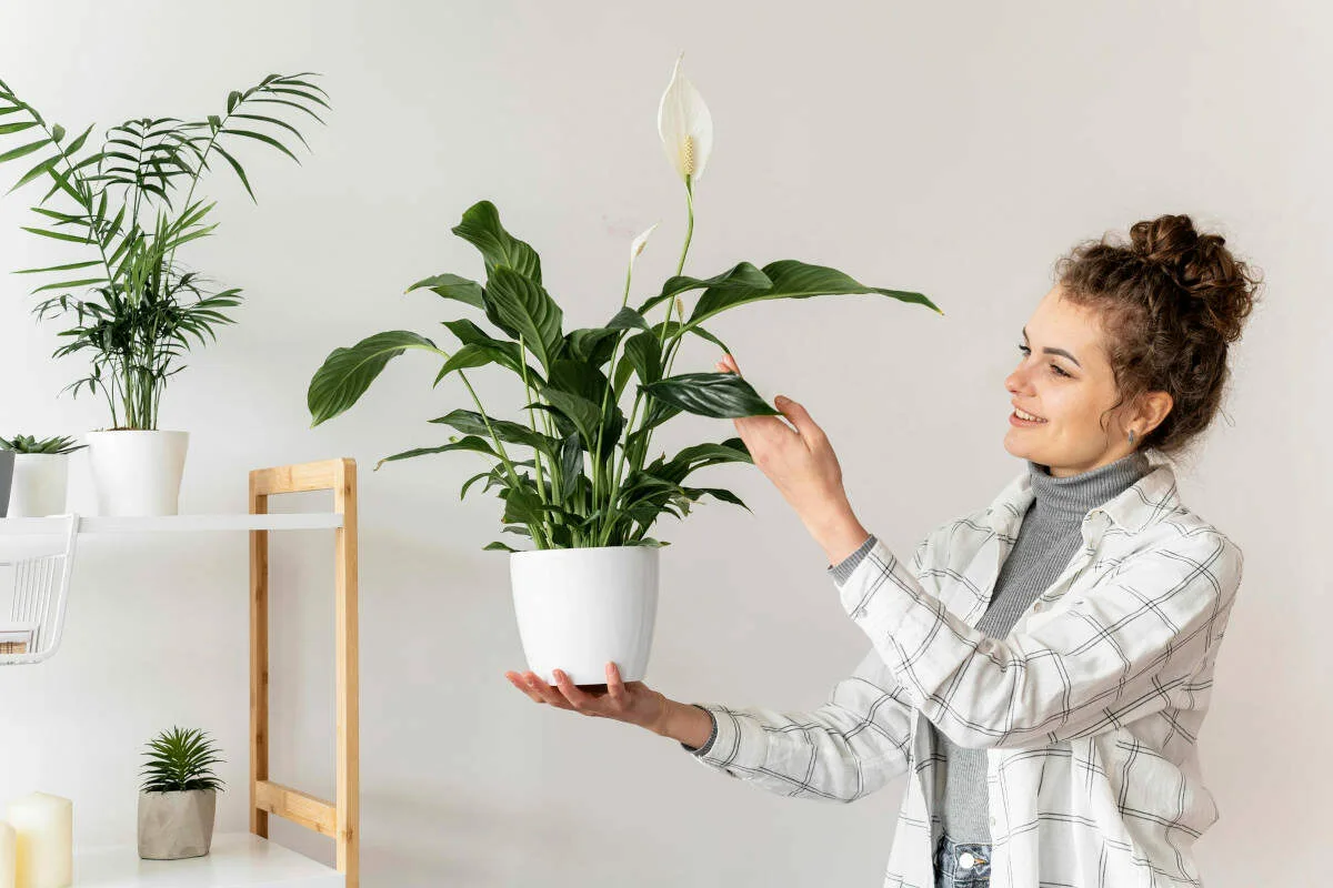 Quantas Vezes Regar o Espatifilo (Felicidade Feminina) para Evitar que Apodreça