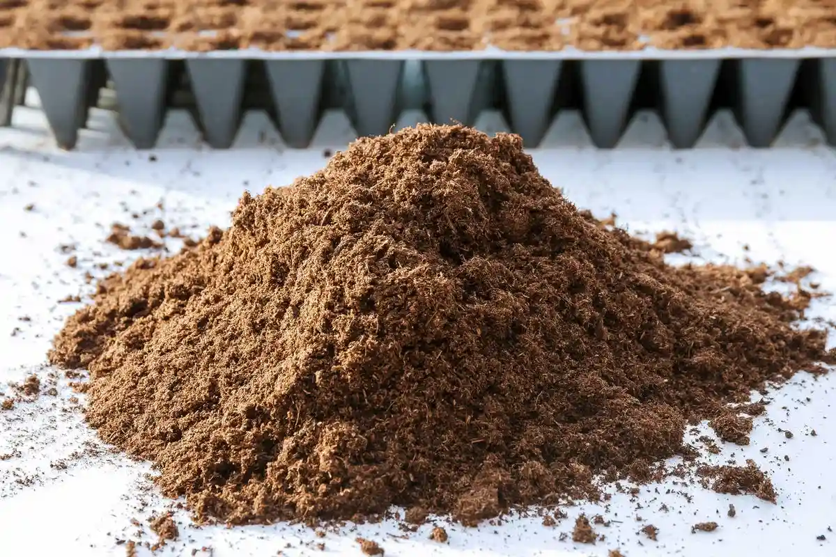 Quantas Vezes Regar o Espatifilo (Felicidade Feminina) para Evitar que Apodreça