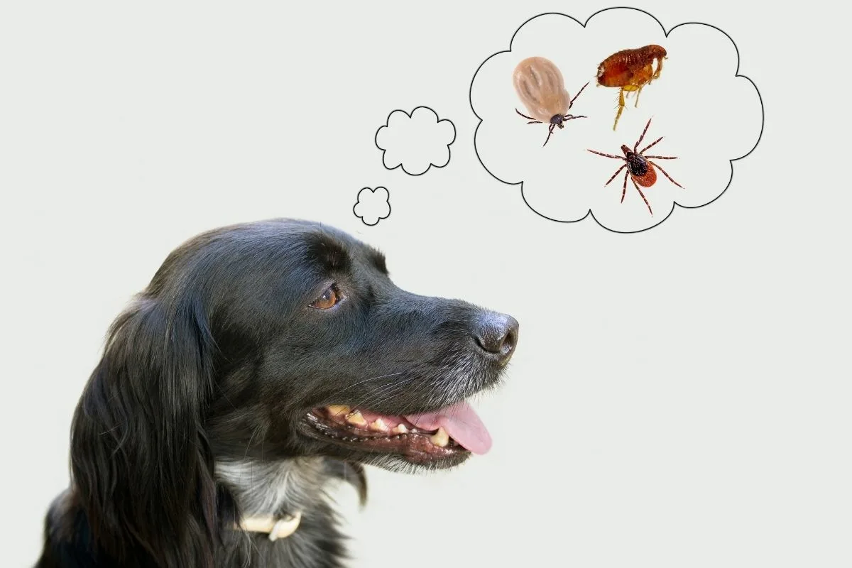 Como Proteger os Teus Animais de Pulgas com Soluções Caseiras e Naturais