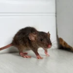 Adeus às Ratas: O Truque para as Expulsar de Casa com um Ingrediente da Cozinha, Sem Venenos