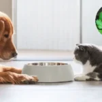 Como usar salsa na comida do teu animal de estimação: Por que é recomendado e quais os benefícios
