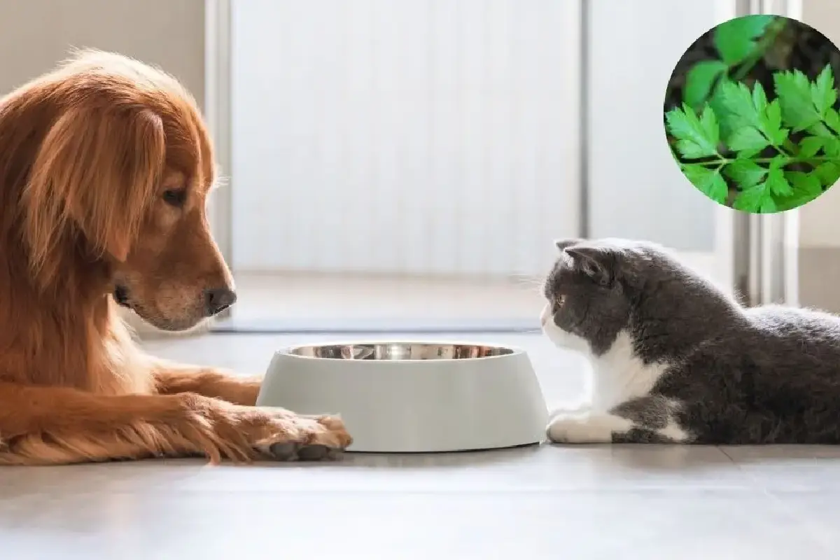 Como usar salsa na comida do teu animal de estimação: Por que é recomendado e quais os benefícios