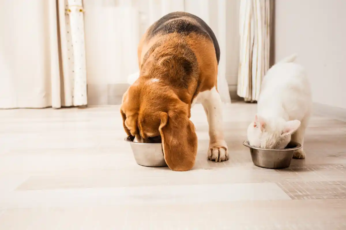Como usar salsa na comida do teu animal de estimação: Por que é recomendado e quais os benefícios