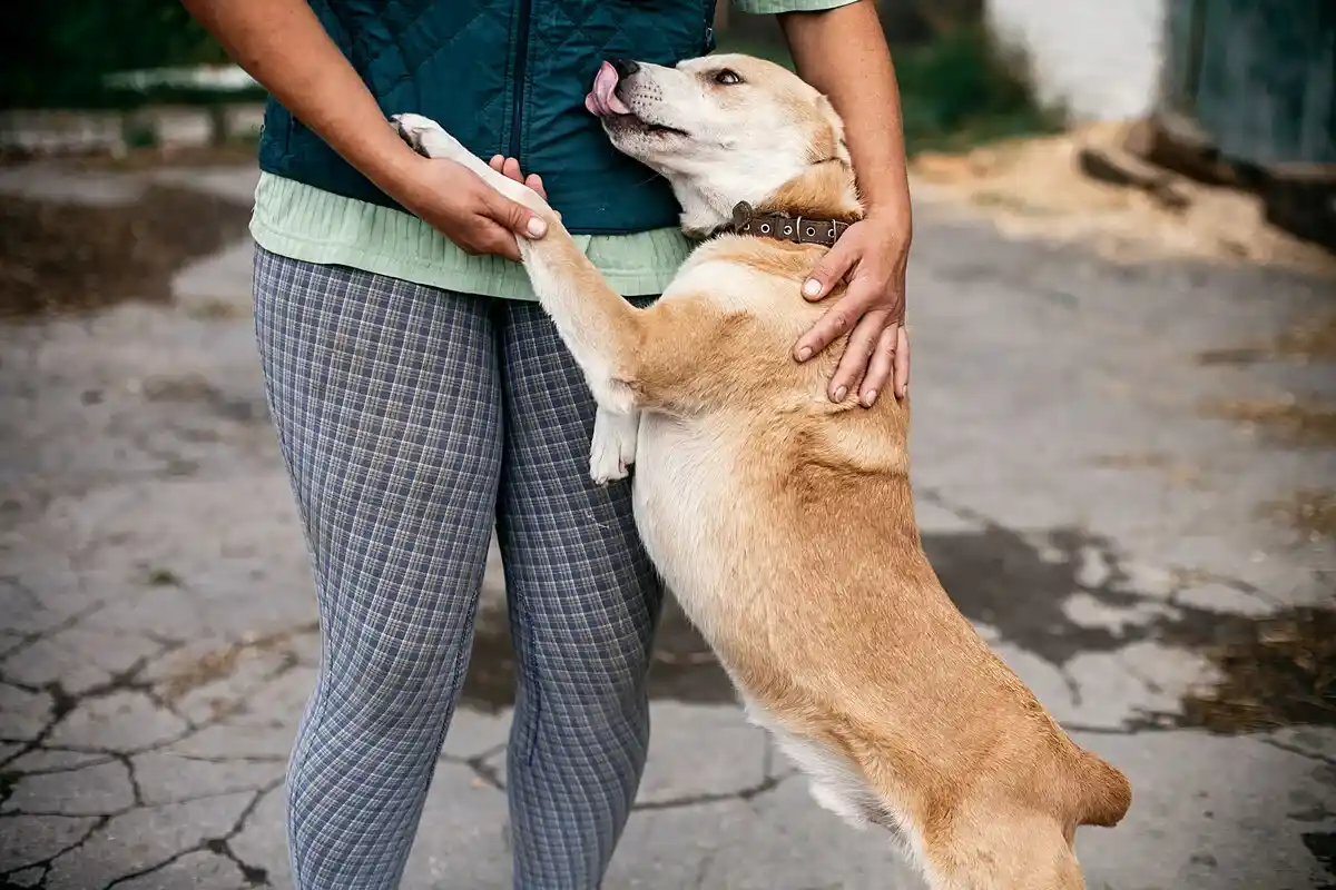 O Que Significa Quando o Seu Cão o Segue Para Todo o Lado em Casa