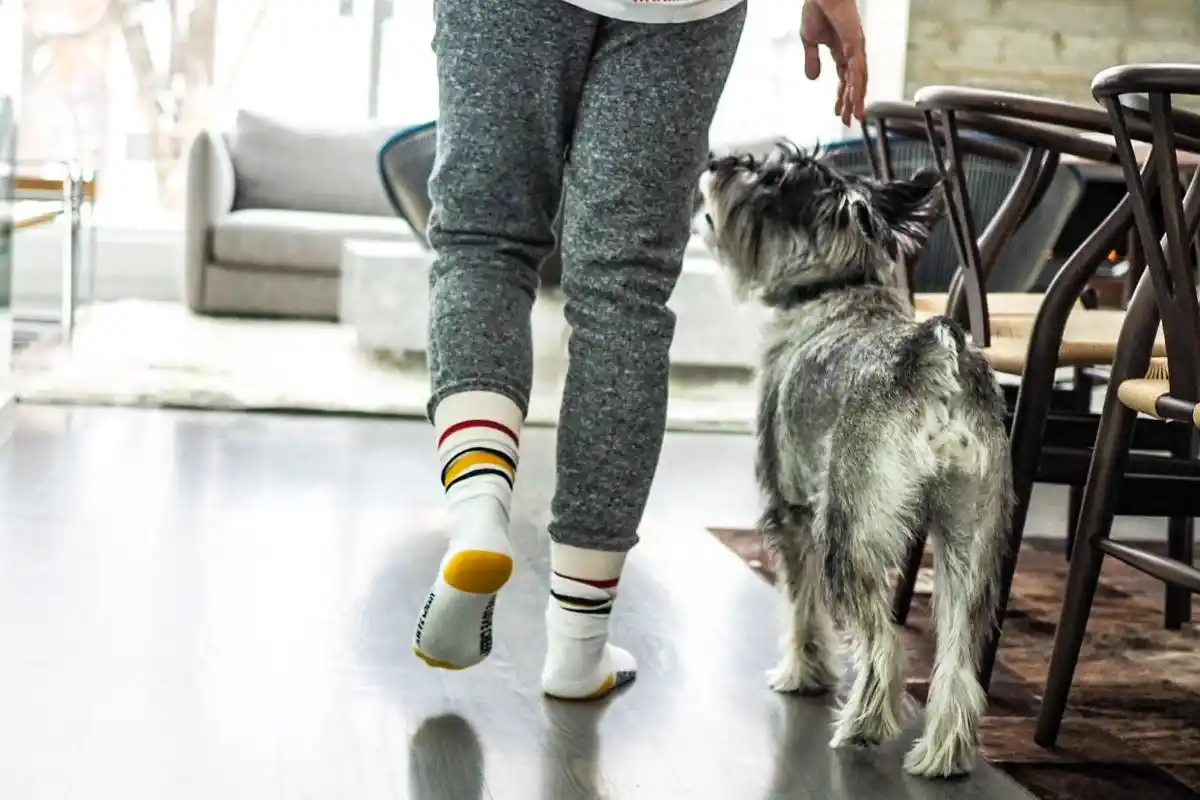 O Que Significa Quando o Seu Cão o Segue Para Todo o Lado em Casa