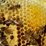 O Que Significa Quando Abelhas Constroem uma Colmeia em Casa e Como Removê-las Rapidamente