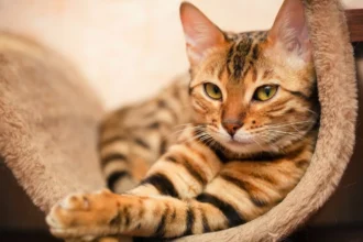 Prevenir Doenças Graves em Gatos: Sinais de Alerta para Proteger o Teu Felino