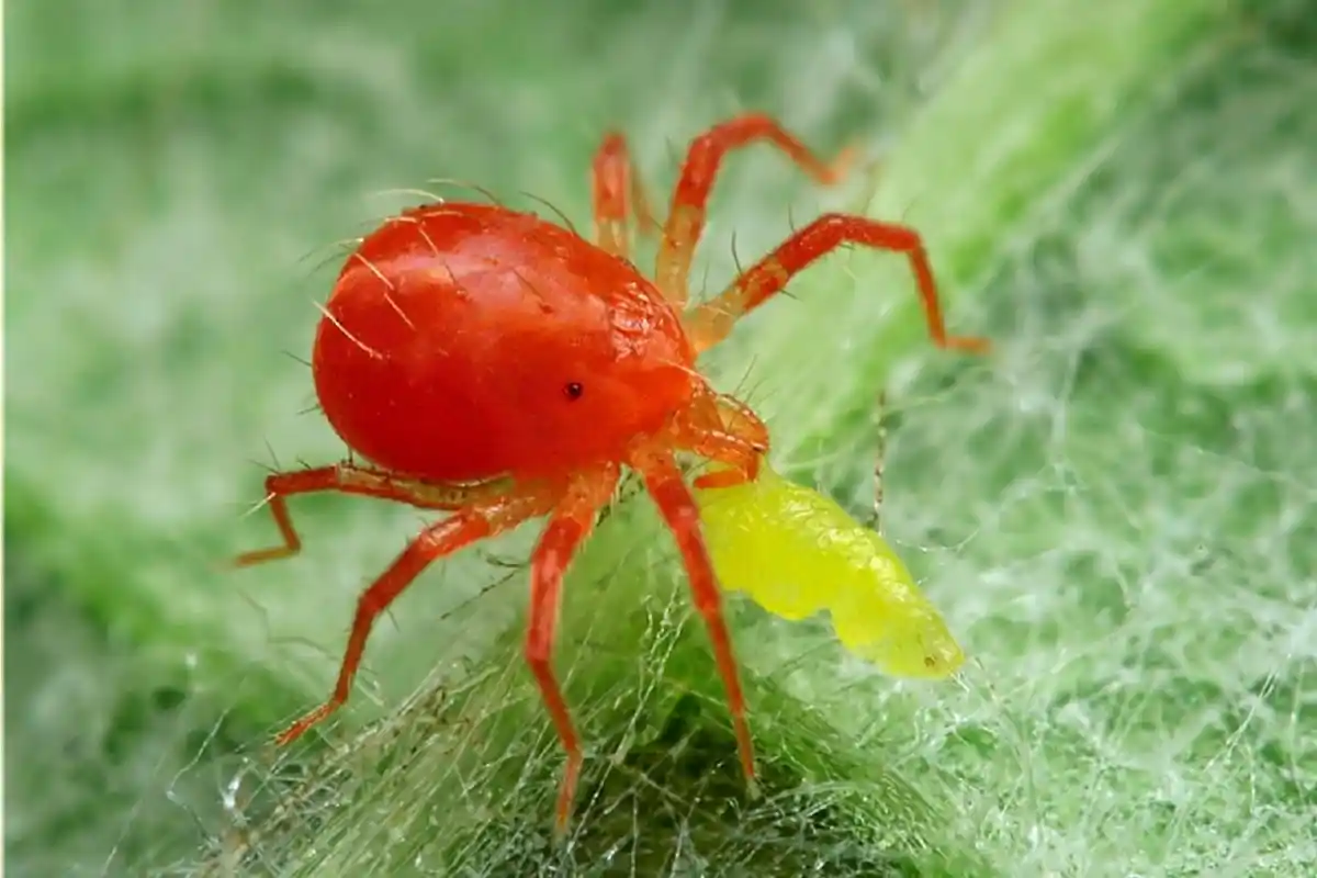 Telarañas no Jasmim: A Praga que Ameaça a Tua Planta e Como Eliminá-la