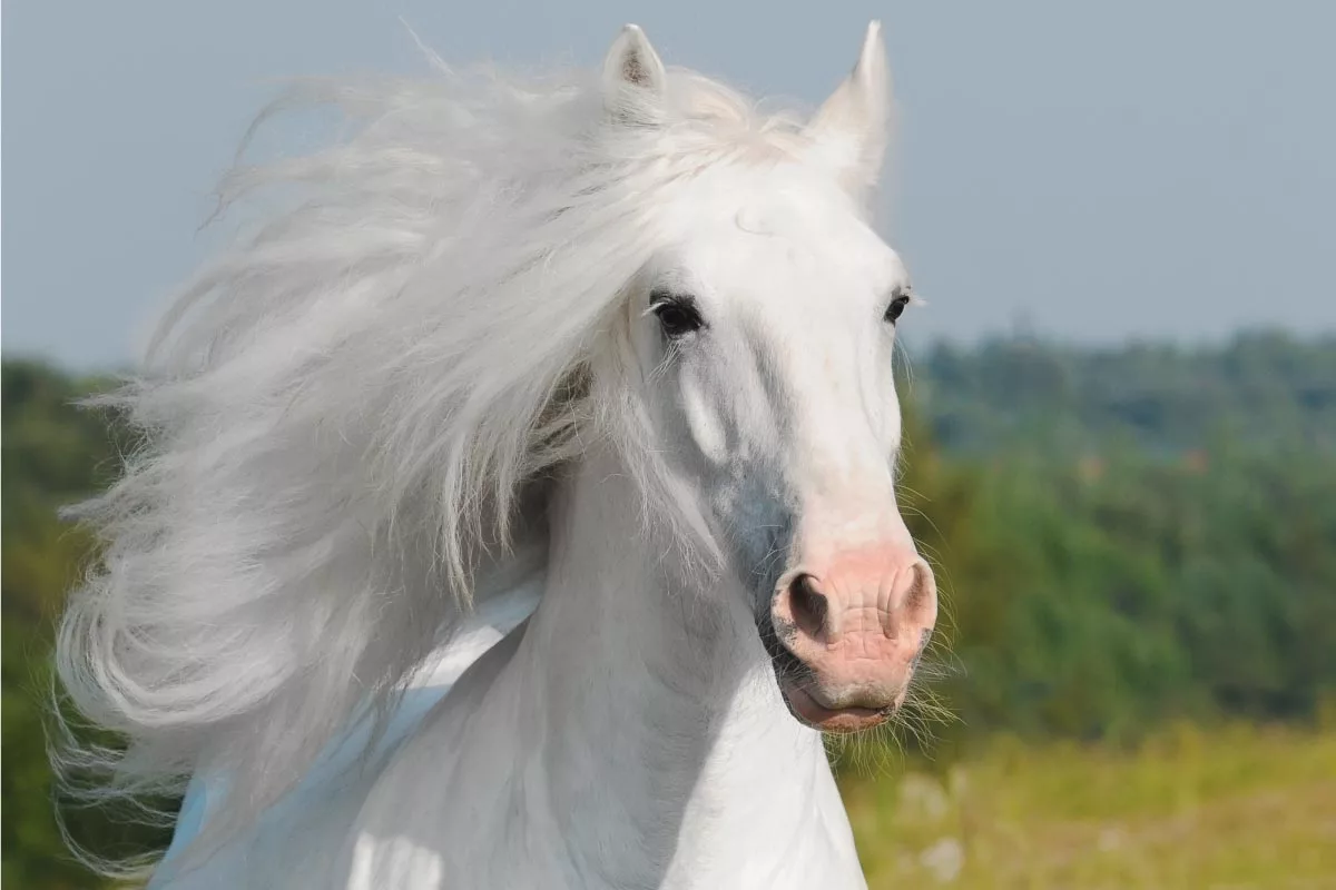 A Escolha do Animal Revela o Que Fazer: Um Conselho Personalizado do Destino