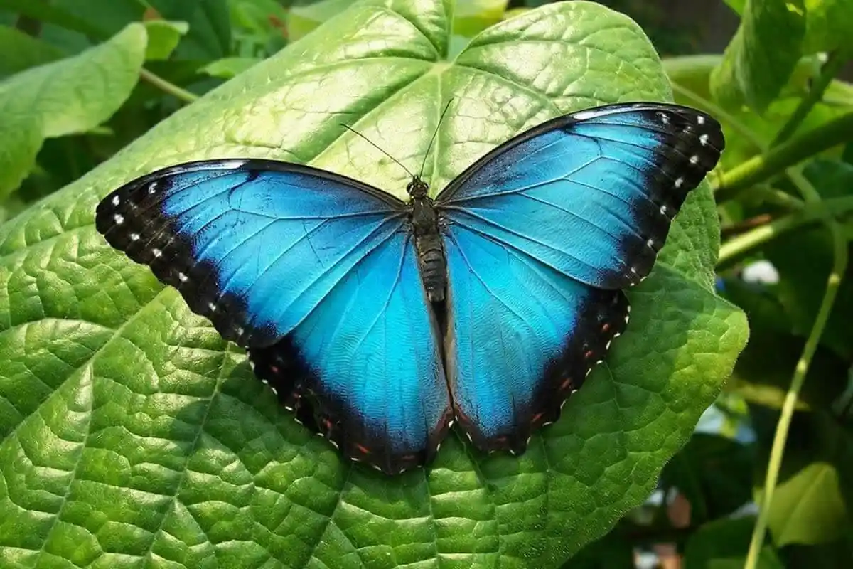 A Escolha do Animal Revela o Que Fazer: Um Conselho Personalizado do Destino