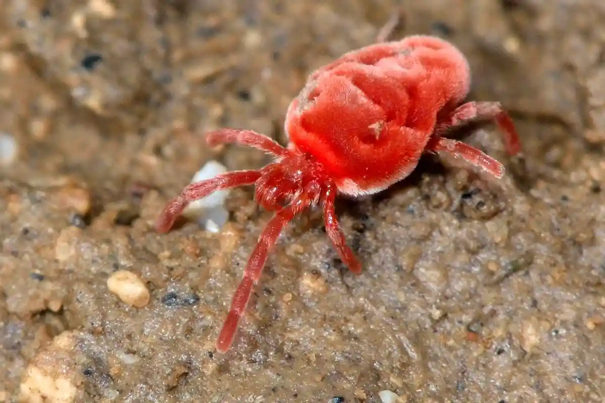 4 Tipos de Pragas que Podem Atacar as Tuas Plantas de Interior Este Outono