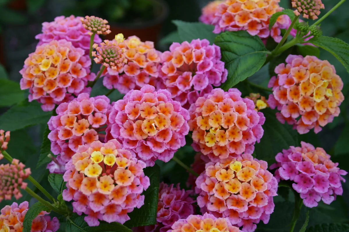 Cinco Plantas que Transformam o Teu Jardim num Paraíso para Borboletas