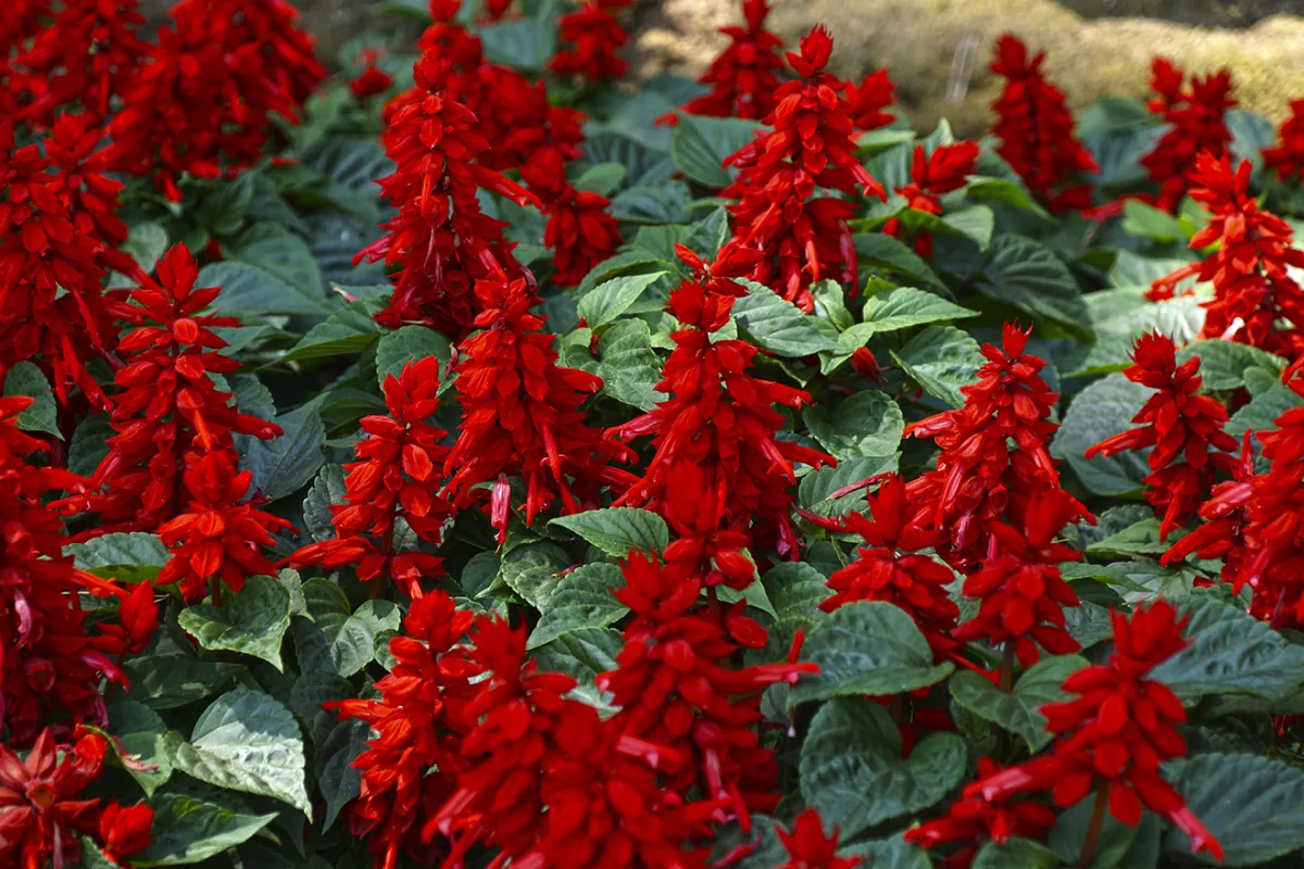Cinco Plantas que Transformam o Teu Jardim num Paraíso para Borboletas
