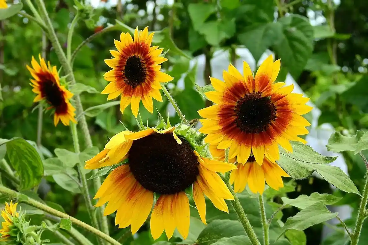 Cinco Plantas que Transformam o Teu Jardim num Paraíso para Borboletas