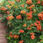 Como Cuidar de uma Trepadeira de Flores Ardentes no Outono: Pyrostegia Venusta