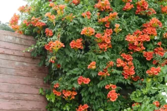 Como Cuidar de uma Trepadeira de Flores Ardentes no Outono: Pyrostegia Venusta