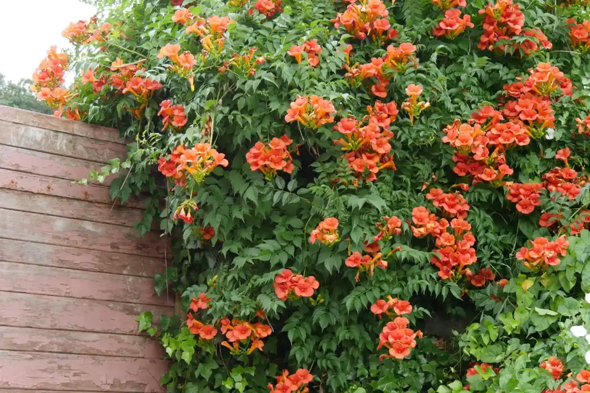 Como Cuidar de uma Trepadeira de Flores Ardentes no Outono: Pyrostegia Venusta