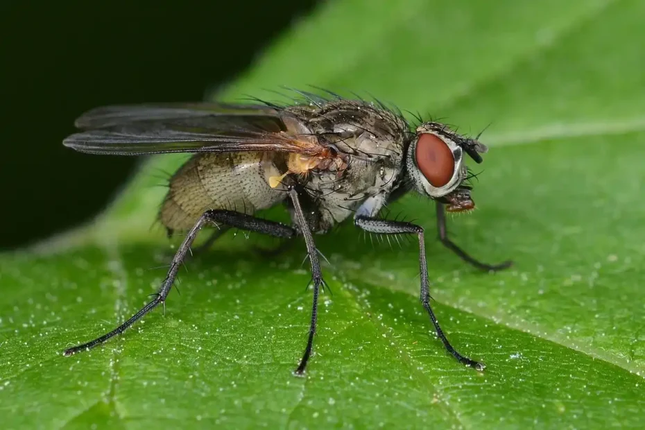Como afastar moscas de casa e do jardim com truques simples e naturais