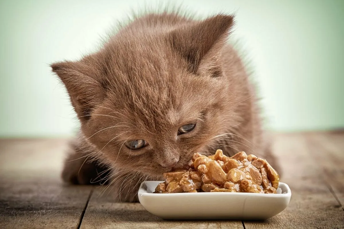 A melhor forma de alimentar o teu gato, segundo quem mais sabe