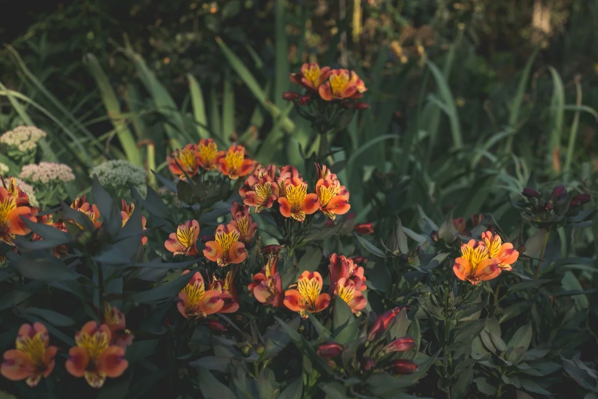A alstroeméria: a flor que nunca desiste e mantém o jardim em festa o ano inteiro