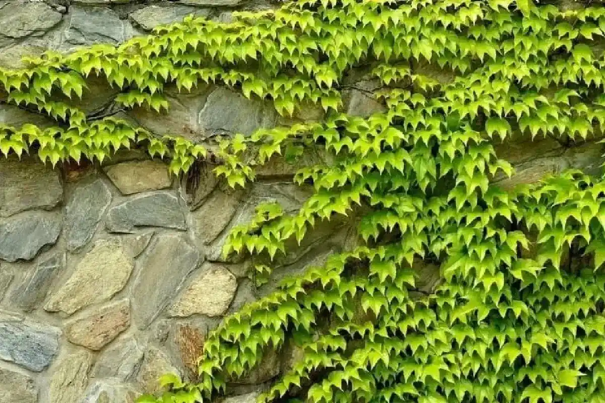 Ampelopsis: a trepadeira que transforma qualquer espaço com beleza sazonal e quase nenhum cuidado