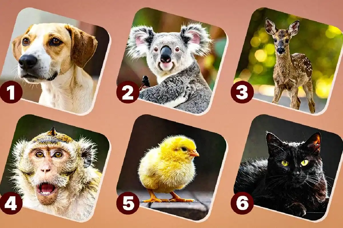 Que animal reflete os teus instintos? Descobre a tua personalidade secreta