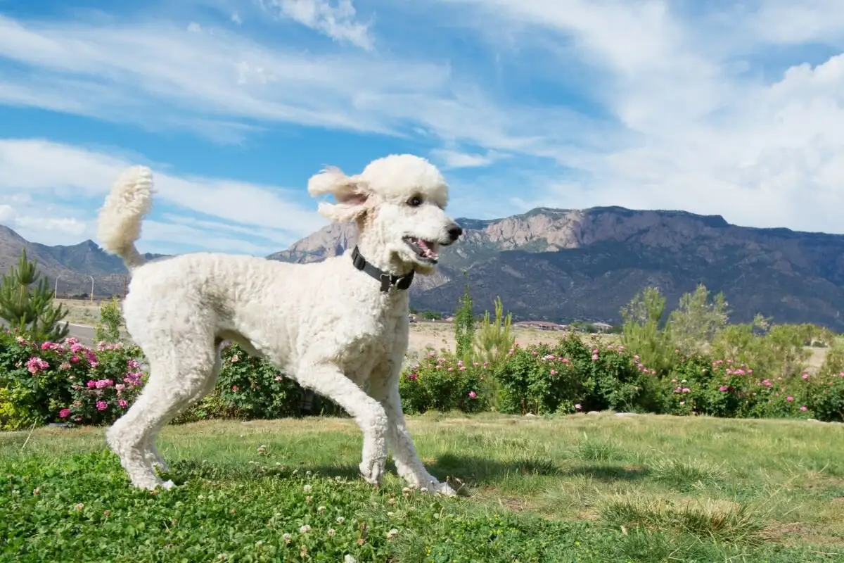 As Raças de Cães Mais Inteligentes: Veterinários Indicam 4 "Gênios Peludos"