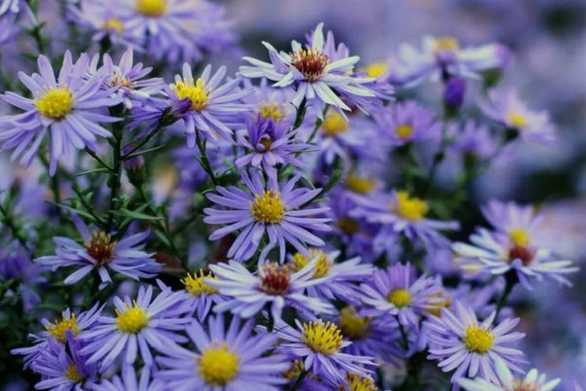 As margaridas que florescem quando tudo o resto já morreu: o milagre das ásteres de outono