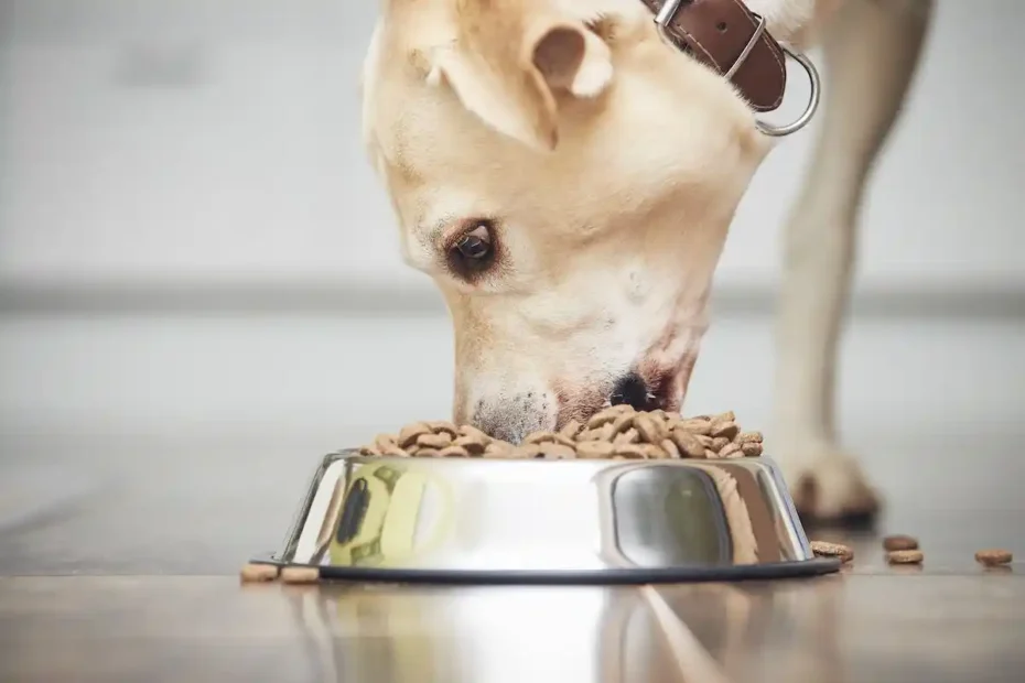 5 Regras para Alimentar seu Cachorro Corretamente