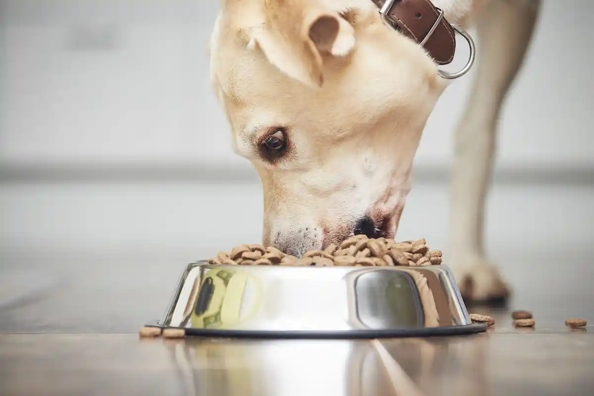 5 Regras para Alimentar seu Cachorro Corretamente