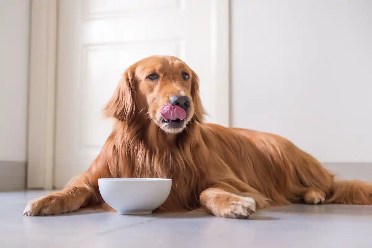 5 Regras para Alimentar seu Cachorro Corretamente
