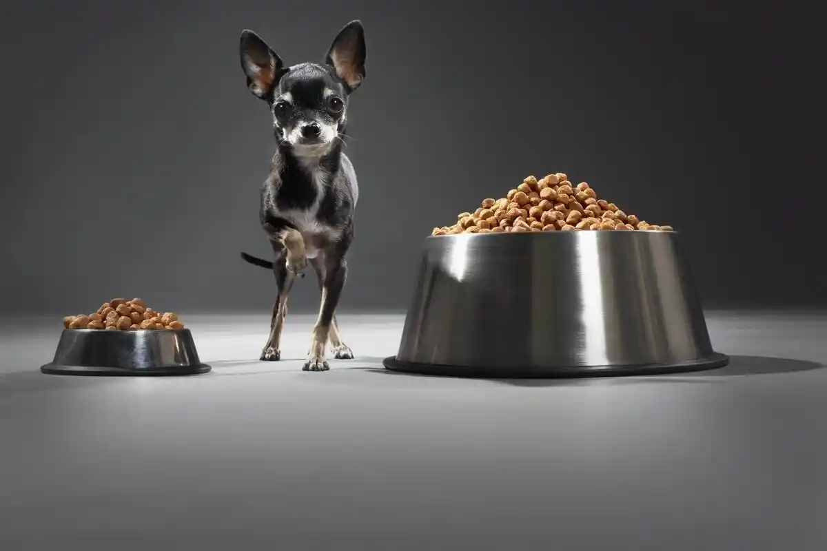 5 Regras para Alimentar seu Cachorro Corretamente