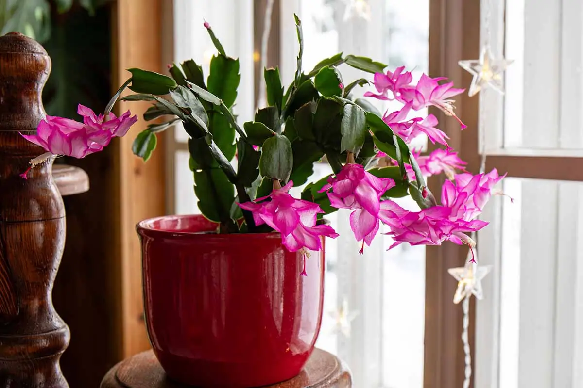 Como Fazer o Cacto de Natal Florescer até o Natal