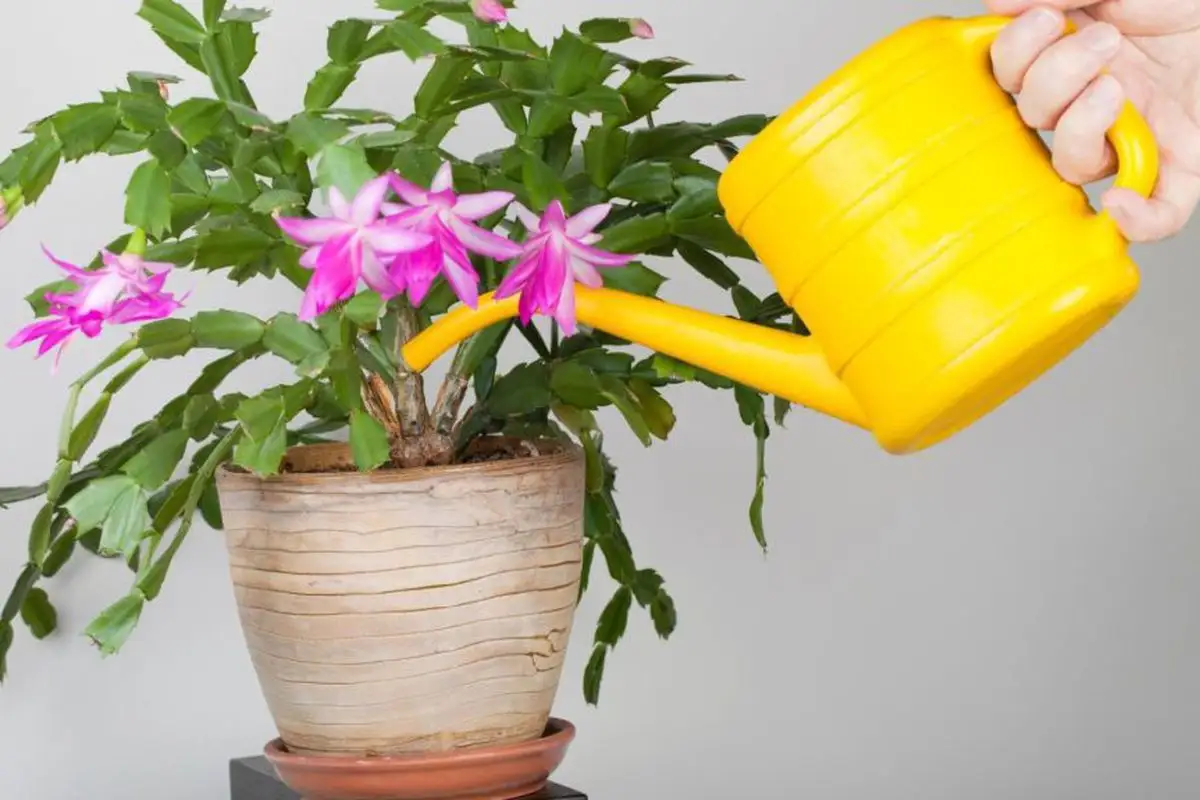 Como Fazer o Cacto de Natal Florescer até o Natal