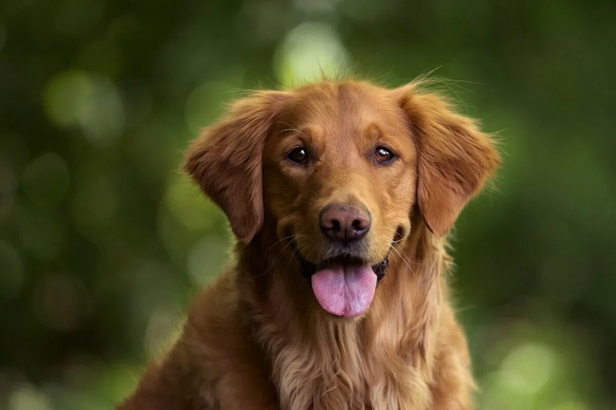 10 raças de cães com vida mais curta: amor intenso em pouco tempo
