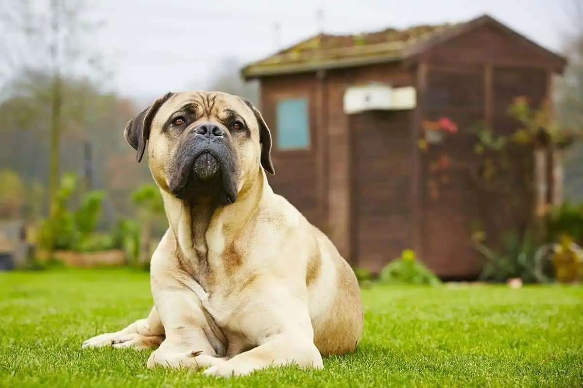 10 raças de cães com vida mais curta: amor intenso em pouco tempo