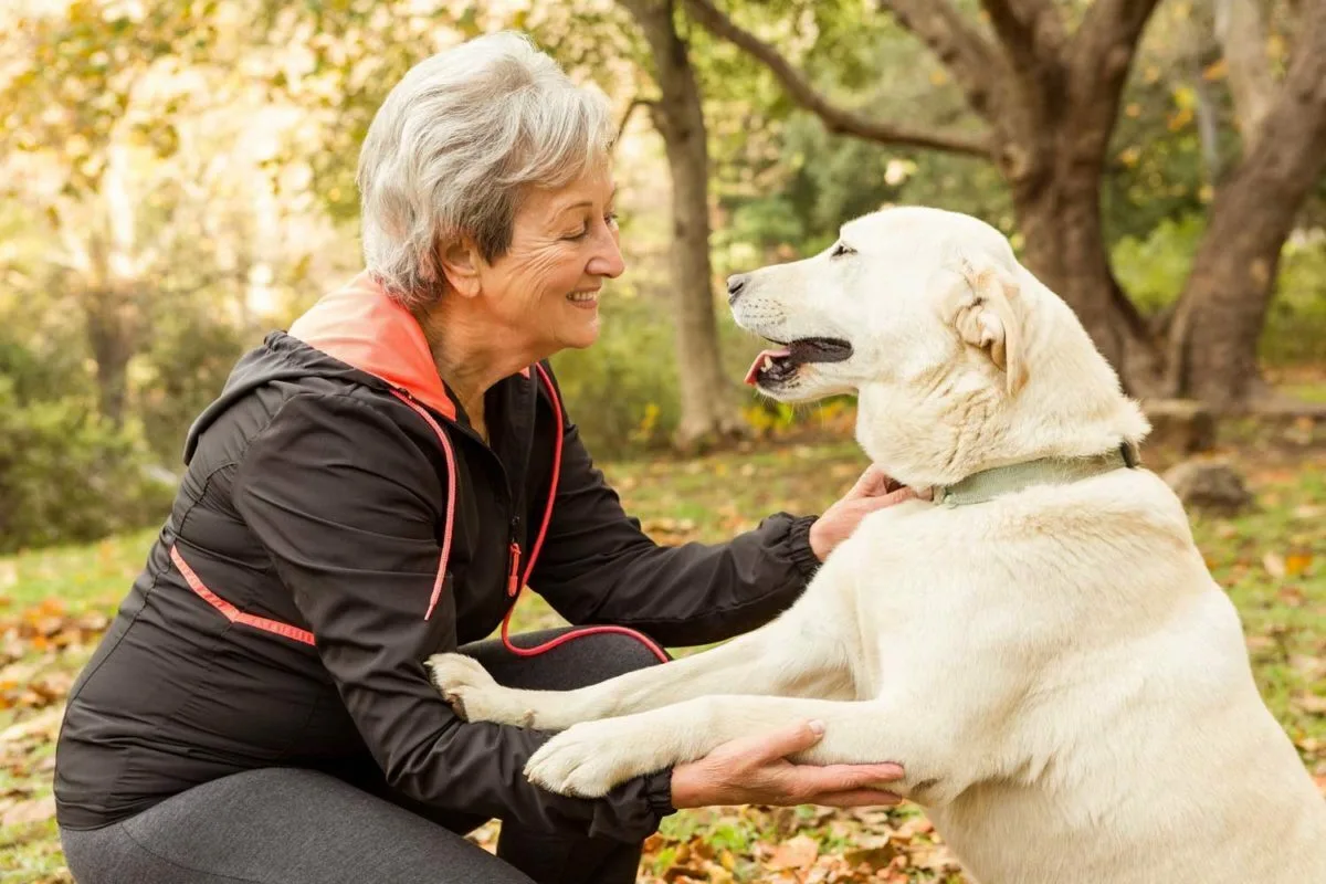 Como exercitar um cão idoso sem forçar e estimular a mente